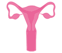 Beef Uterus
